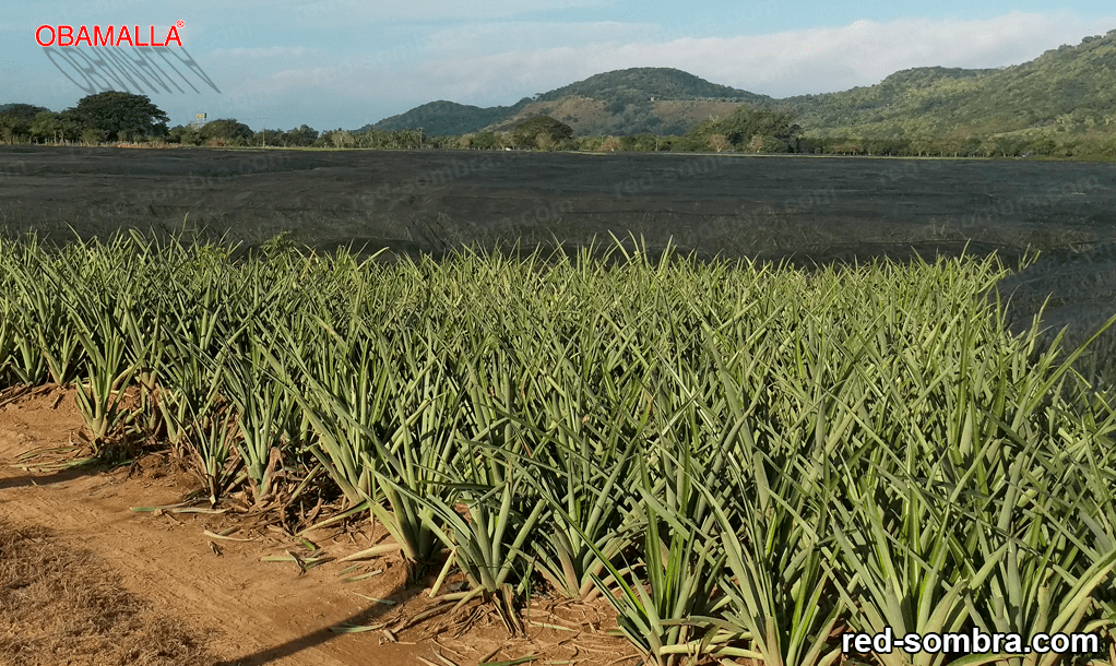 red sombra agricola